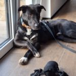 Mischling Asterix, 11/2023, ca. 65 cm, 41379 Brüggen