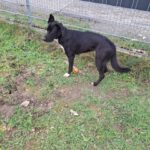 Mischling Asterix, 11/2023, ca. 65 cm, 41379 Brüggen