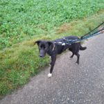 Mischling Asterix, 11/2023, ca. 65 cm, 41379 Brüggen