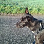 Mischling Asterix, 11/2023, ca. 65 cm, 41379 Brüggen