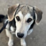 Mischling Ava, 05/2025, Endgröße ca. 50- 55 cm, 69437 Frankfurt