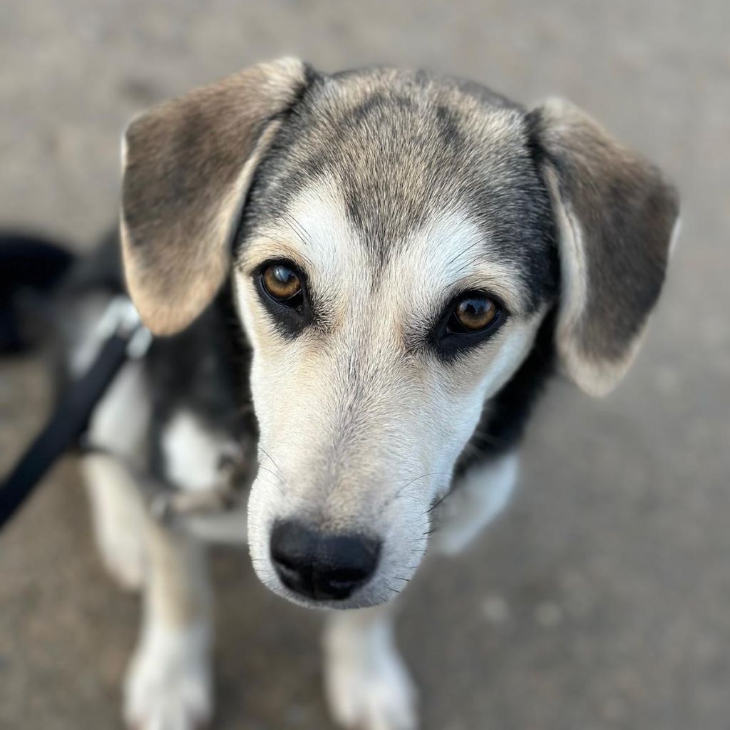 Mischling Ava, 05/2025, Endgröße ca. 50- 55 cm, 69437 Frankfurt