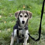 Mischling Ava, 05/2025, Endgröße ca. 50- 55 cm, 69437 Frankfurt