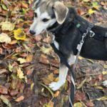 Mischling Ava, 05/2025, Endgröße ca. 50- 55 cm, 69437 Frankfurt