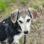 Mischling Ava, 05/2025, Endgröße ca. 50- 55 cm, 69437 Frankfurt