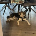 Mischling Ava, 05/2025, Endgröße ca. 50- 55 cm, 69437 Frankfurt