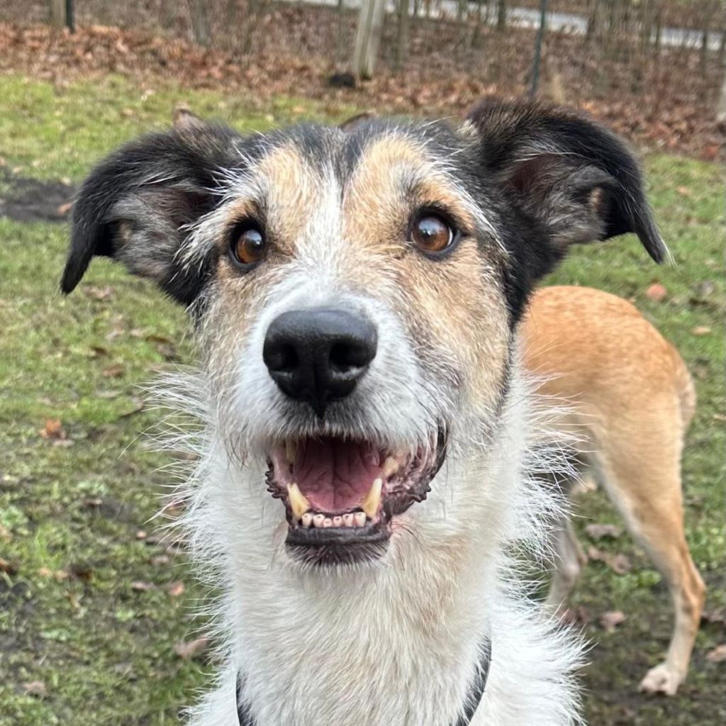 Mischling Bali, 10/2017, ca. 59 cm, 24819 Todenbüttel