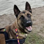 Malinois Mischling Barril, 01/2023, ca. 65 cm