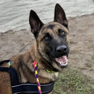 Malinois Mischling Barril, 01/2023, ca. 65 cm