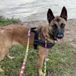 Malinois Mischling Barril, 01/2023, ca. 65 cm