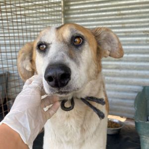 Mischling Bavaria, 11/2017, ca. 70 cm