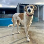 Mischling Bavaria, 11/2017, ca. 70 cm