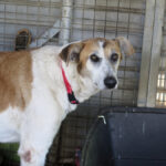 Mischling Bavaria, 11/2017, ca. 70 cm