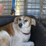 Mischling Bavaria, 11/2017, ca. 70 cm