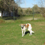 Mischling Bavaria, 11/2017, ca. 70 cm