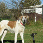 Mischling Bavaria, 11/2017, ca. 70 cm