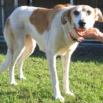 Mischling Bavaria, 11/2017, ca. 70 cm