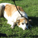 Mischling Bavaria, 11/2017, ca. 70 cm