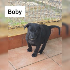 Galgo Mischling Boby, 10/2025 Endgröße ca. 60 cm