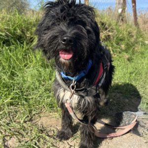 Mischling Bola, 06/2021, ca.50 cm