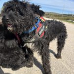 Mischling Bola, 06/2021, ca.50 cm