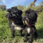 Mischling Bola, 06/2021, ca.50 cm