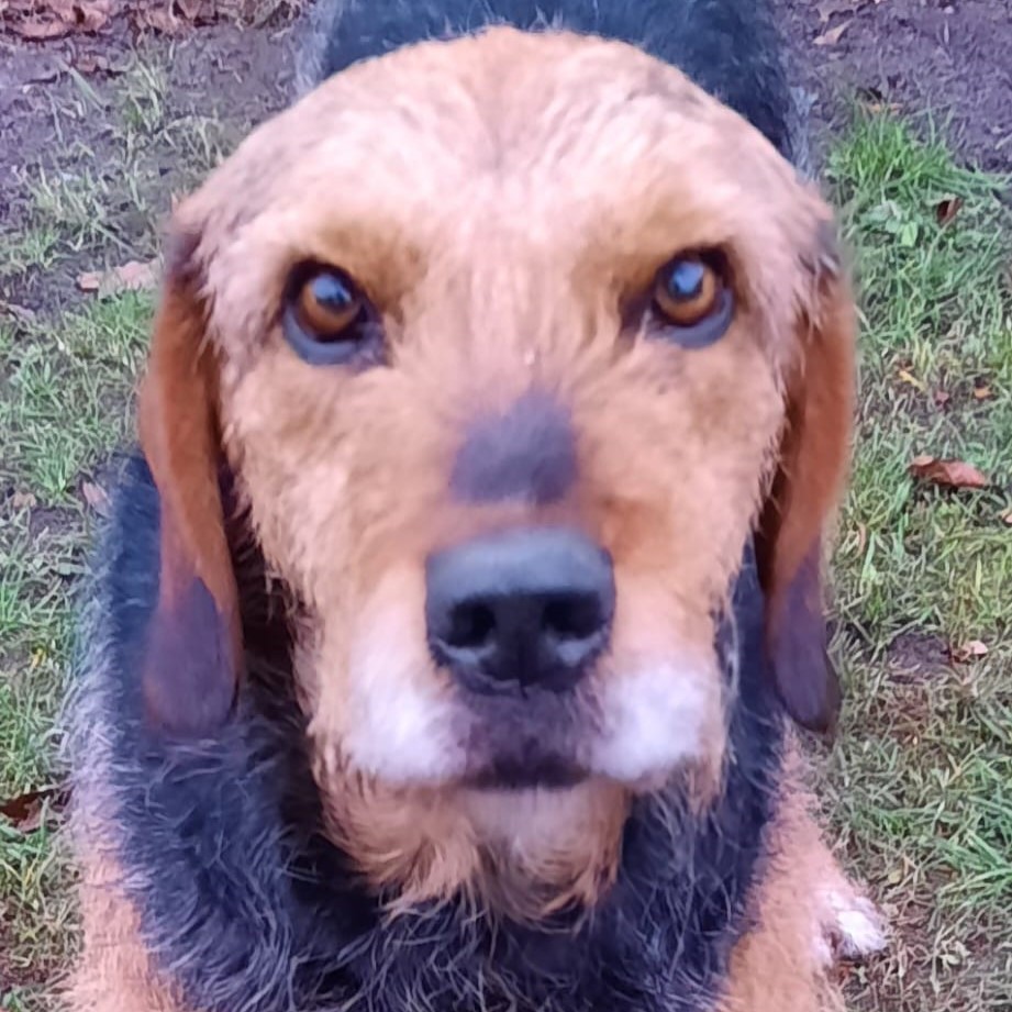 Mischling Boomer, 12/2018, ca. 50 cm, 28717 Bremen