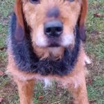 Mischling Boomer, 12/2018, ca. 50 cm, 28717 Bremen