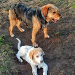 Mischling Boomer, 12/2018, ca. 50 cm, 28717 Bremen