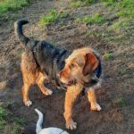 Mischling Boomer, 12/2018, ca. 50 cm, 28717 Bremen