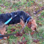 Mischling Boomer, 12/2018, ca. 50 cm, 28717 Bremen