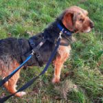 Mischling Boomer, 12/2018, ca. 50 cm, 28717 Bremen