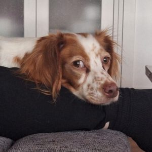 Bretone Candy, 04/2024, ca. 41 cm, 41540 Dormagen