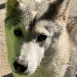 Husky Caro, 10/2022, ca. 65 cm