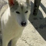 Husky Caro, 10/2022, ca. 65 cm