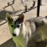 Husky Caro, 10/2022, ca. 65 cm