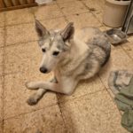 Husky Caro, 10/2022, ca. 65 cm