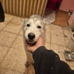 Husky Caro, 10/2022, ca. 65 cm