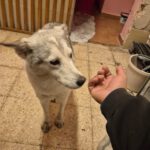 Husky Caro, 10/2022, ca. 65 cm