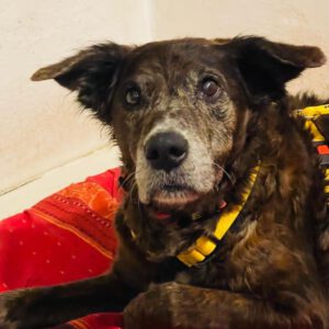 Mischling Chiqui, 02/2012, ca. 65 cm, 93102 Pfatter