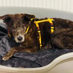 Mischling Chiqui, 02/2012, ca. 65 cm, 93102 Pfatter