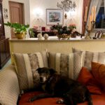 Mischling Chiqui, 02/2012, ca. 65 cm, 93102 Pfatter