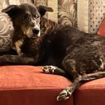 Mischling Chiqui, 02/2012, ca. 65 cm, 93102 Pfatter