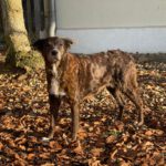 Mischling Chiqui, 02/2012, ca. 65 cm, 93102 Pfatter