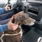 Mischling Chiqui, 02/2012, ca. 65 cm, 93102 Pfatter