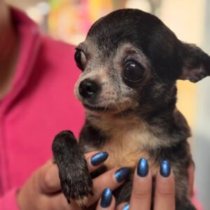 Chihuahua Chispa, 11/2019, ca. 20 cm