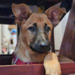 Malinois-Podenco-Mischling Christian, 08/2025, ca. 55 cm, 47475 Kamp-Lintfort