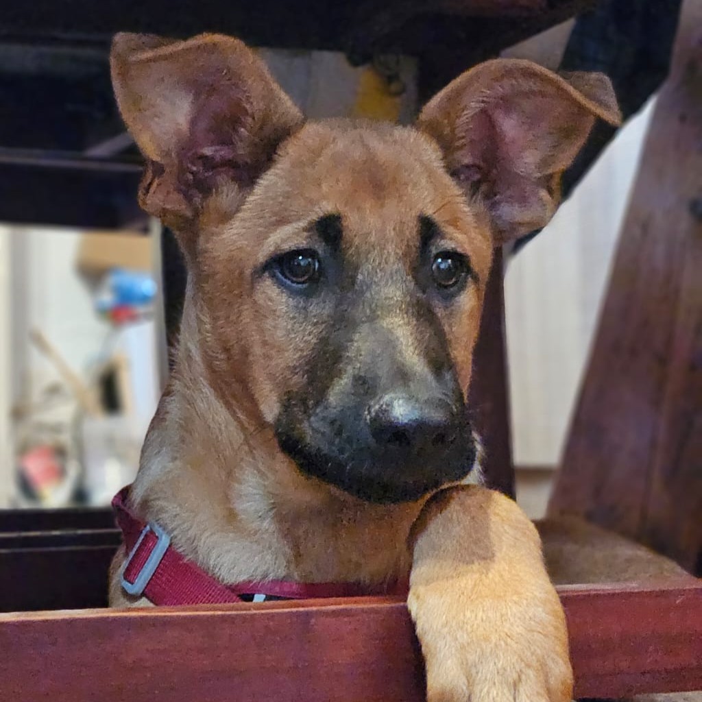 Malinois-Podenco-Mischling Christian, 08/2025, ca. 55 cm, 47475 Kamp-Lintfort