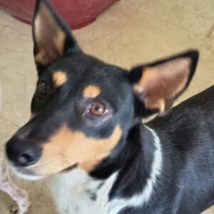 Bodeguero Mischling Chubby, 09/2024, ca. 55 cm