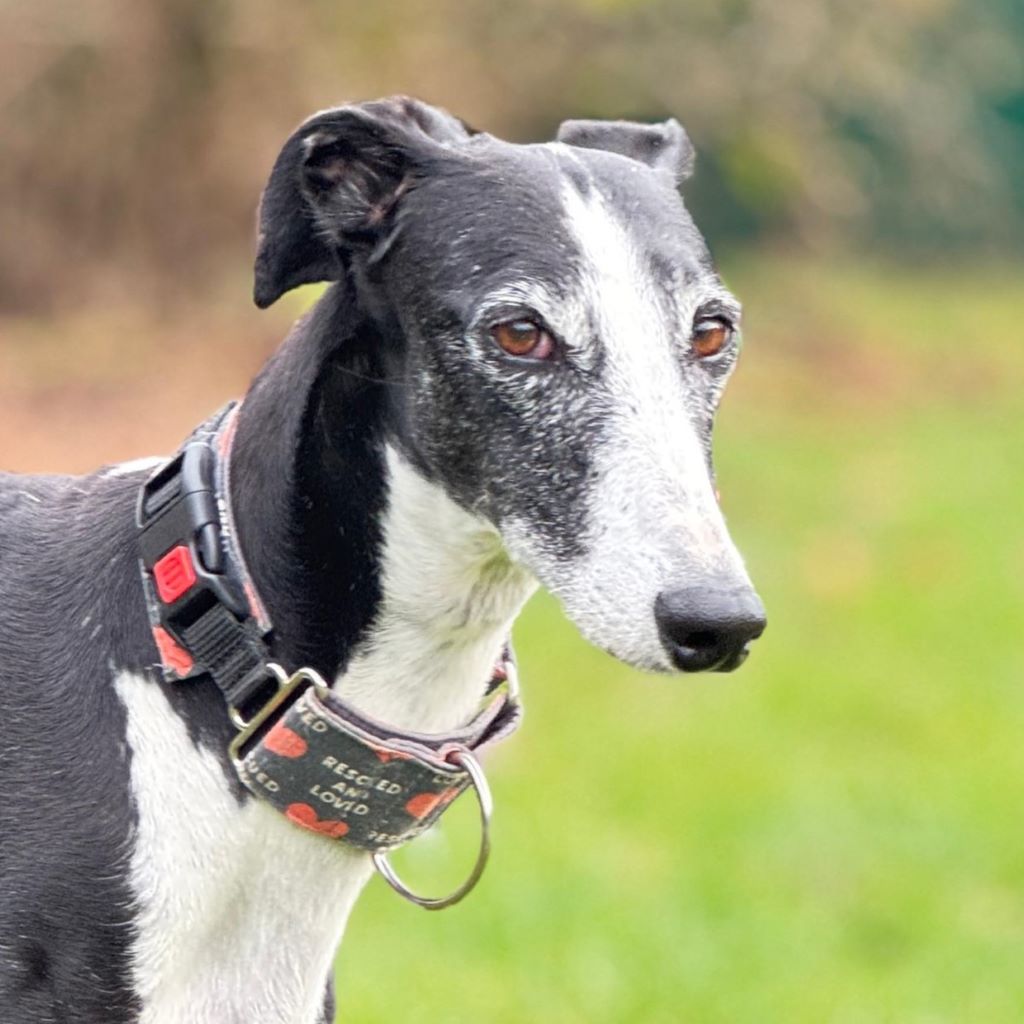 Galgo Crisis, 12/2018, ca. 67 cm, 24558 Henstedt Ulzburg